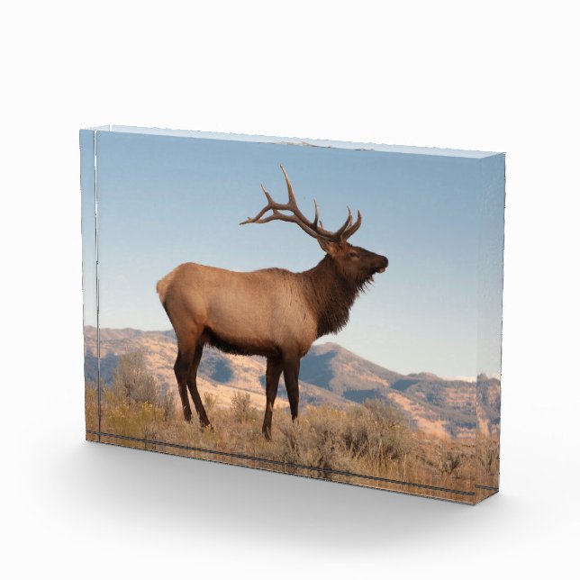 Bull Elk Near Mammoth | Wyoming Fotoblock (Rechts)