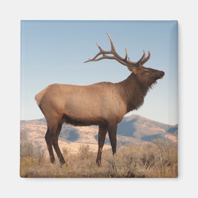 Bull Elk Near Mammoth | Wyoming Magnet (Vorne)