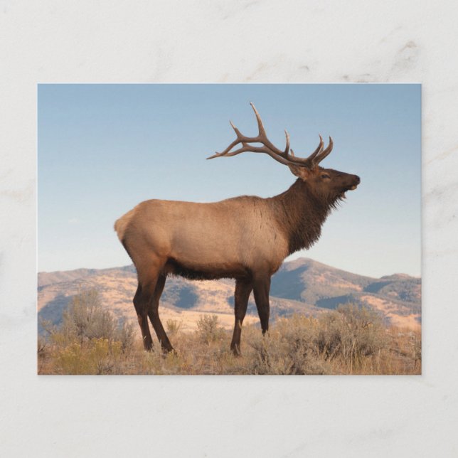 Bull Elk Near Mammoth | Wyoming Postkarte (Vorderseite)