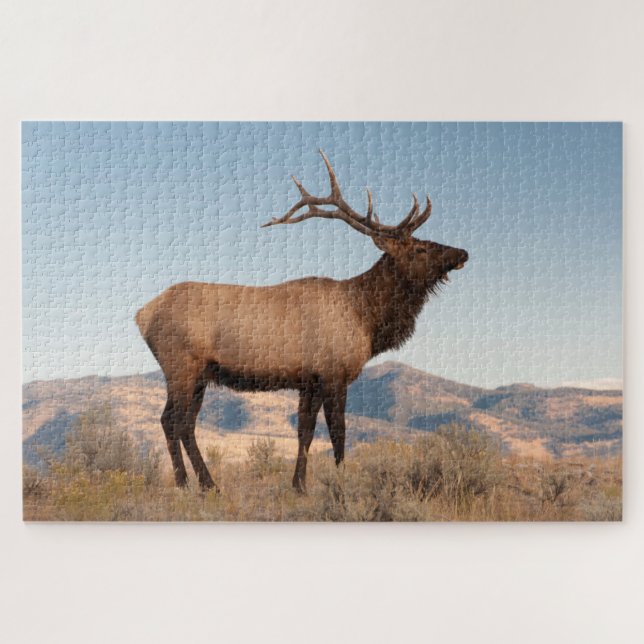 Bull Elk Near Mammoth | Wyoming Puzzle (Horizontal)