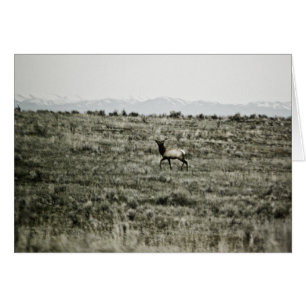 Bull Elk P2800 Card