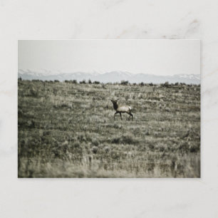Bull Elk P2800 Postkarte