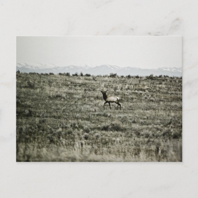 Bull Elk P2800 Postkarte (Vorderseite)