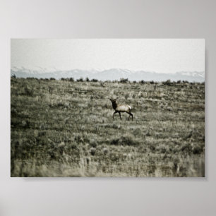 Bull Elk P2800 Print Poster