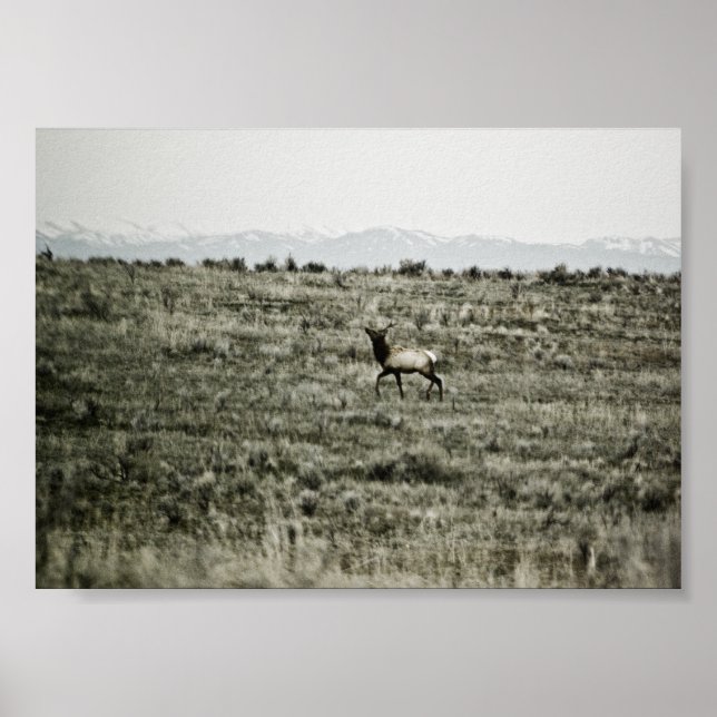 Bull Elk P2800 Print Poster (Vorne)