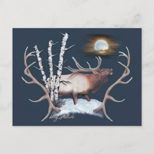 Bull Elk Postcard Postkarte