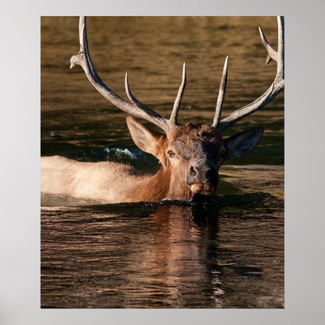 Bull Elk Poster (Vorne)