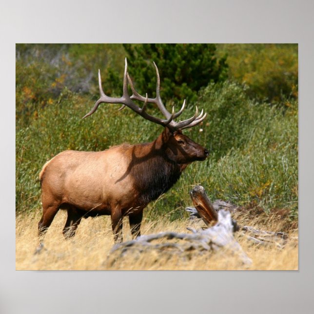 Bull Elk Poster (Vorne)