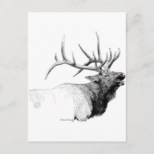 Bull Elk Postkarte