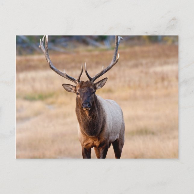 Bull Elk Postkarte (Vorderseite)