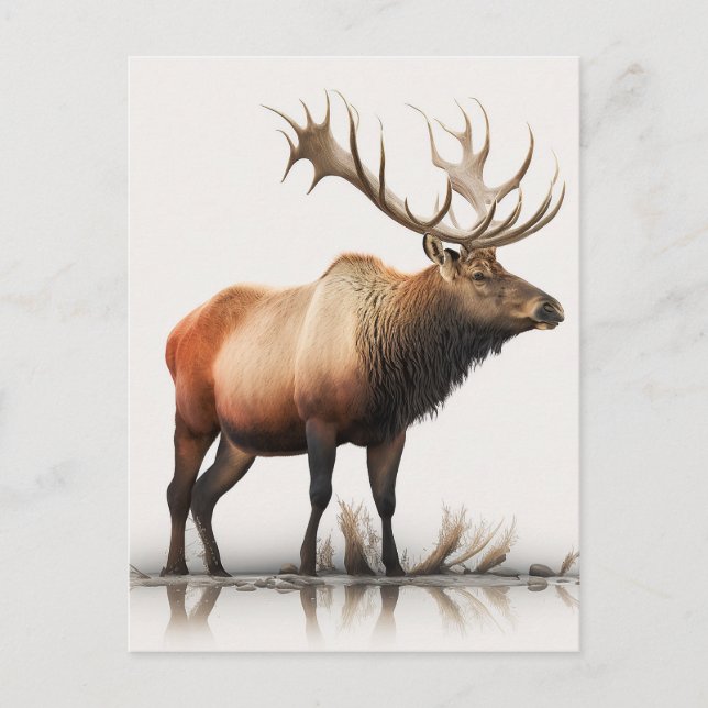 Bull Elk Postkarte (Vorderseite)
