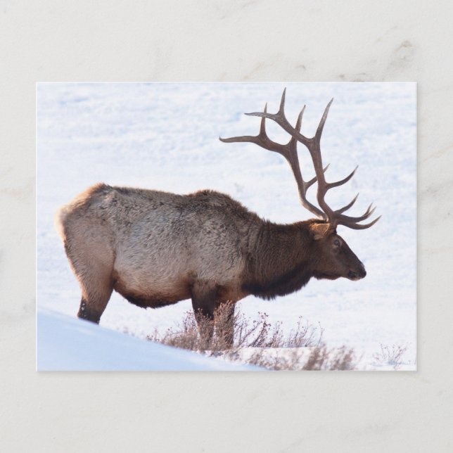 Bull Elk Postkarte (Vorderseite)