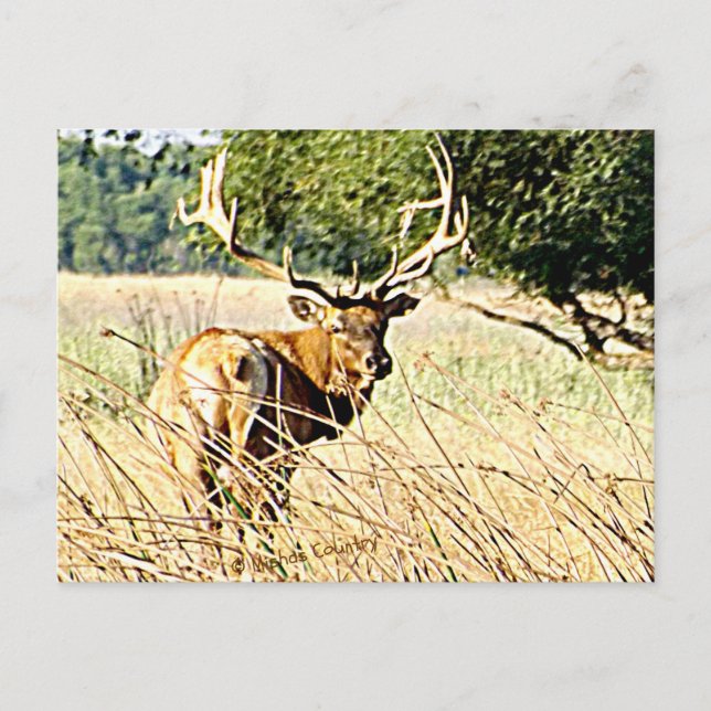 Bull Elk Postkarte (Vorderseite)