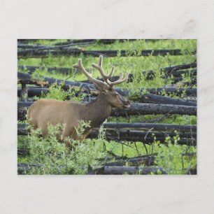 Bull Elk Postkarte
