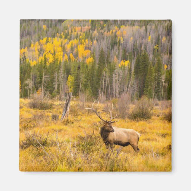 Bull Elk | Rocky Mountain Nationalpark Colorado Magnet (Vorne)