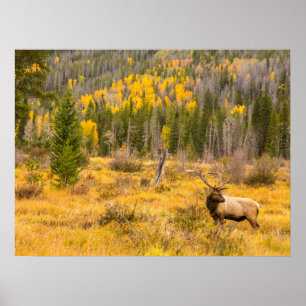 Bull Elk   Rocky Mountain Nationalpark Colorado Poster