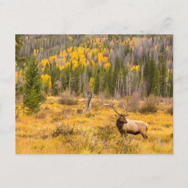 Bull Elk | Rocky Mountain Nationalpark Colorado Postkarte (Vorderseite)