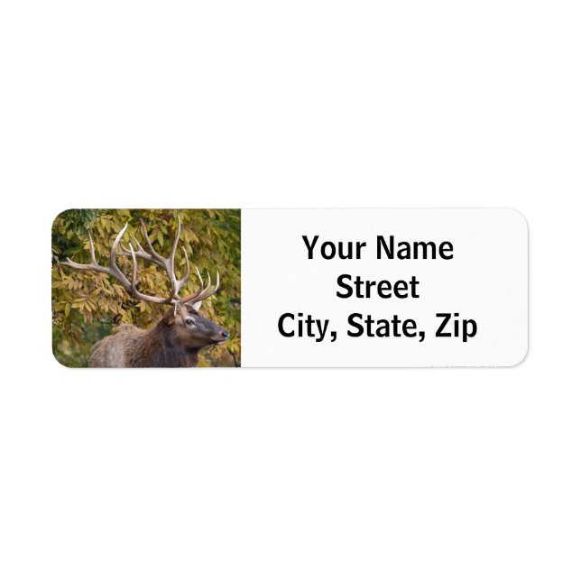 Bull Elk während der Rücksendeadresse (Vorne)