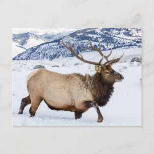 Bull Elk   Wyoming Postkarte