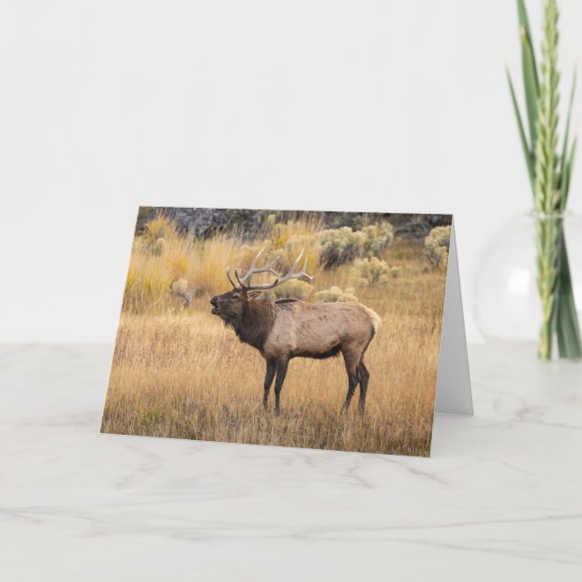 Bull Elk | Yellowstone-Nationalpark Karte (Vorderseite)