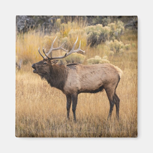 Bull Elk | Yellowstone-Nationalpark Magnet (Vorne)