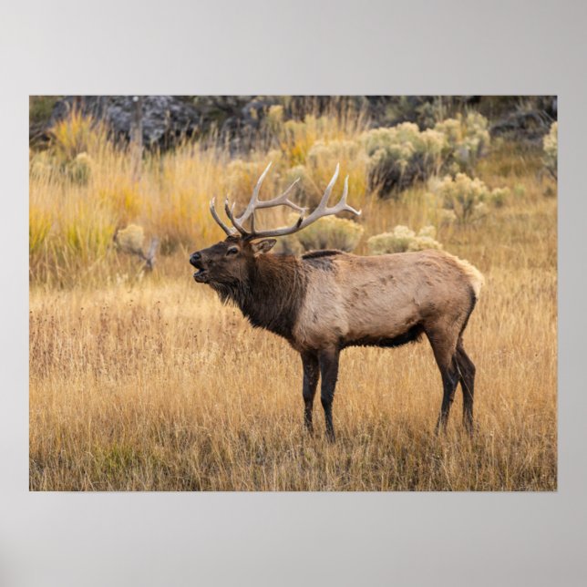 Bull Elk | Yellowstone-Nationalpark Poster (Vorne)