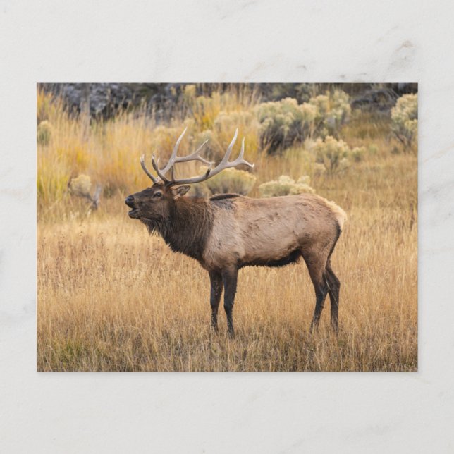 Bull Elk | Yellowstone-Nationalpark Postkarte (Vorderseite)