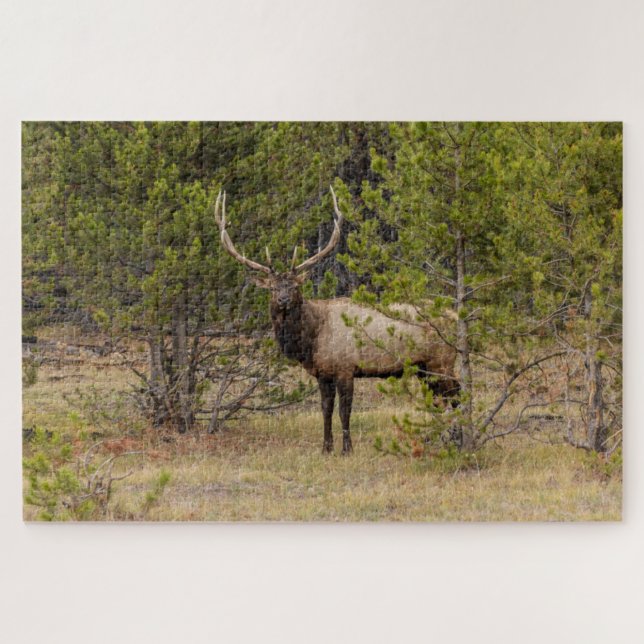 Bull Elk | Yellowstone Nationalpark Puzzle (Horizontal)