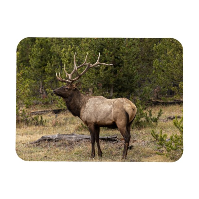 Bull Elk Yellowstone Nationalpark, Wyoming Magnet (Horizontal)