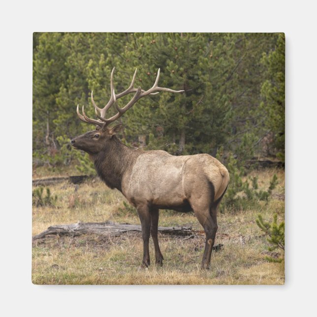 Bull Elk Yellowstone Nationalpark, Wyoming Magnet (Vorne)