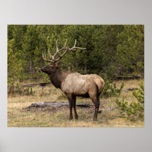 Bull Elk Yellowstone Nationalpark, Wyoming Poster