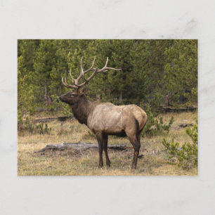 Bull Elk Yellowstone Nationalpark, Wyoming Postkarte