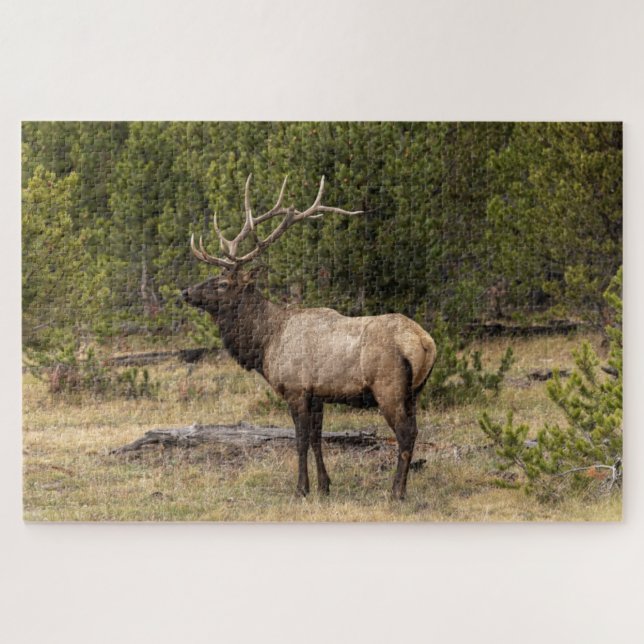 Bull Elk Yellowstone Nationalpark, Wyoming Puzzle (Horizontal)