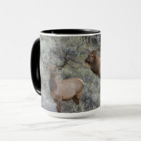 Bull Elk | Yellowstone-Nationalpark, Wyoming