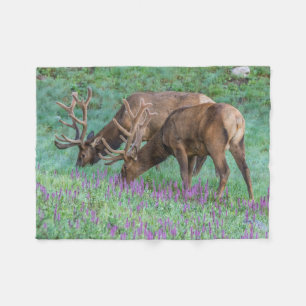 Bull Elks Rocky Mountain National Park, Colorado Fleecedecke