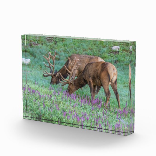 Bull Elks Rocky Mountain National Park, Colorado Fotoblock (Rechts)