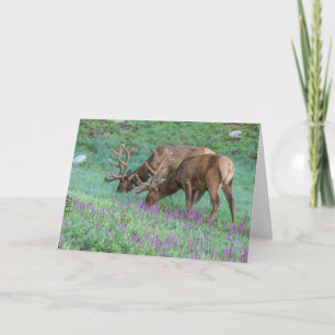 Bull Elks Rocky Mountain National Park, Colorado Karte