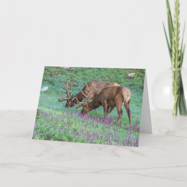 Bull Elks Rocky Mountain National Park, Colorado Karte (Vorderseite)
