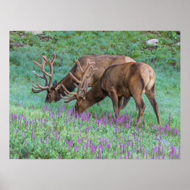 Bull Elks Rocky Mountain National Park, Colorado Poster (Vorne)