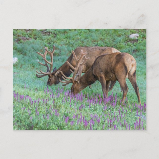 Bull Elks Rocky Mountain National Park, Colorado Postkarte (Vorderseite)