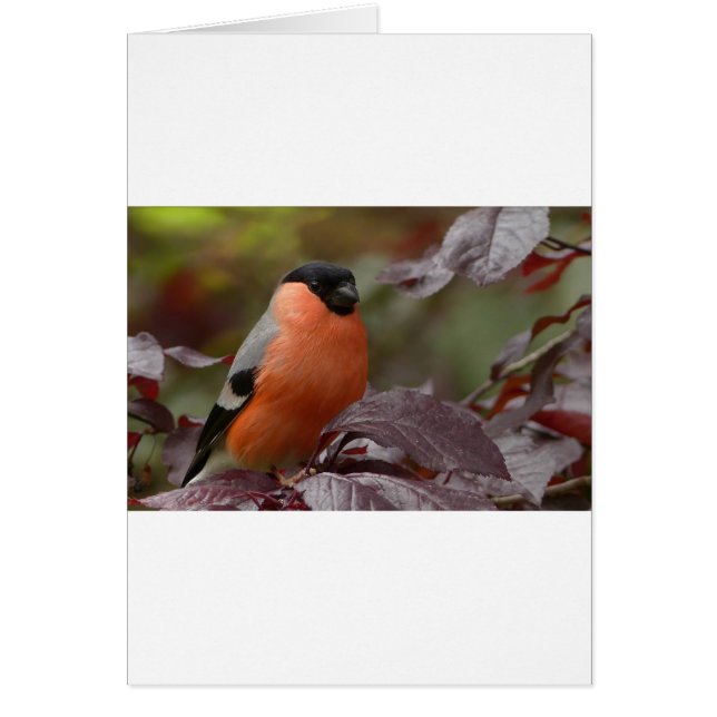 Bull Finch (Vorne)