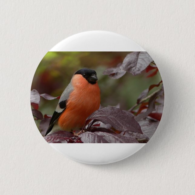 Bull Finch Button (Vorderseite)