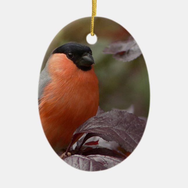 Bull Finch Keramikornament (Vorne)