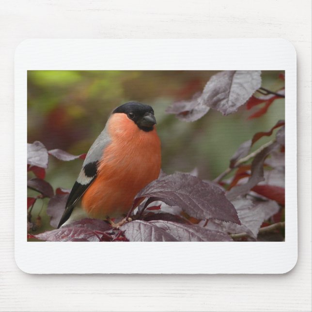 Bull Finch Mousepad (Vorne)