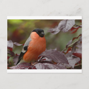 Bull Finch Postkarte