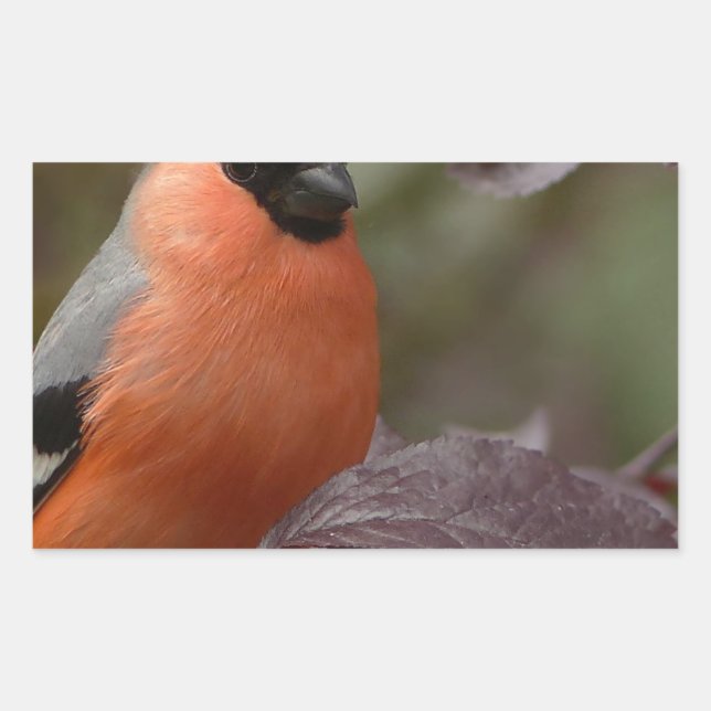 Bull Finch Rechteckiger Aufkleber (Vorderseite)