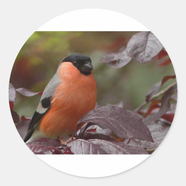 Bull Finch Runder Aufkleber (Vorderseite)