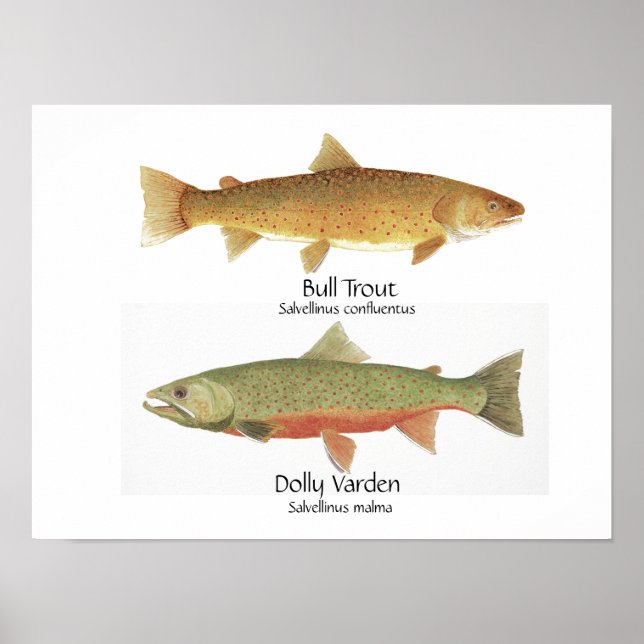 Bull Foreut und Dolly Varden Poster (Vorne)