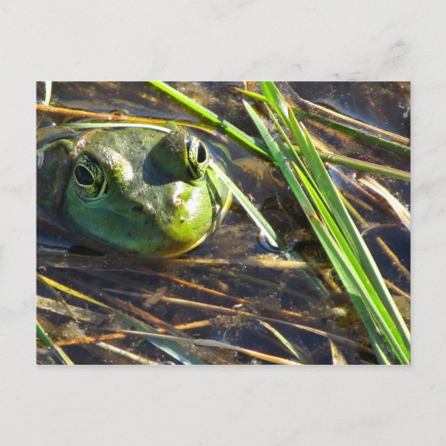 Bull Frog Postcard Postkarte (Vorderseite)