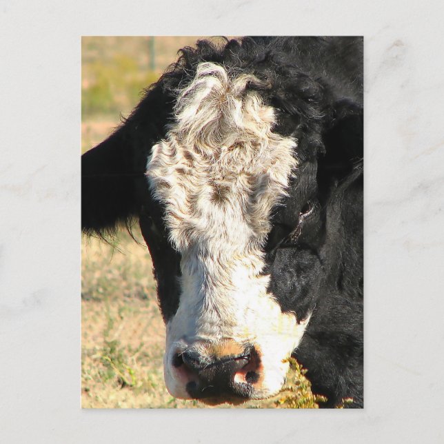 Bull Handsome Postkarte (Vorderseite)